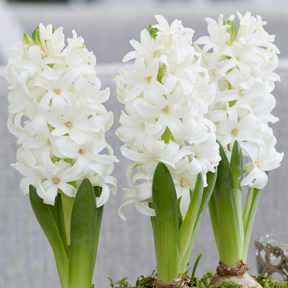 Scented white hyacinths in a ceramic bowl