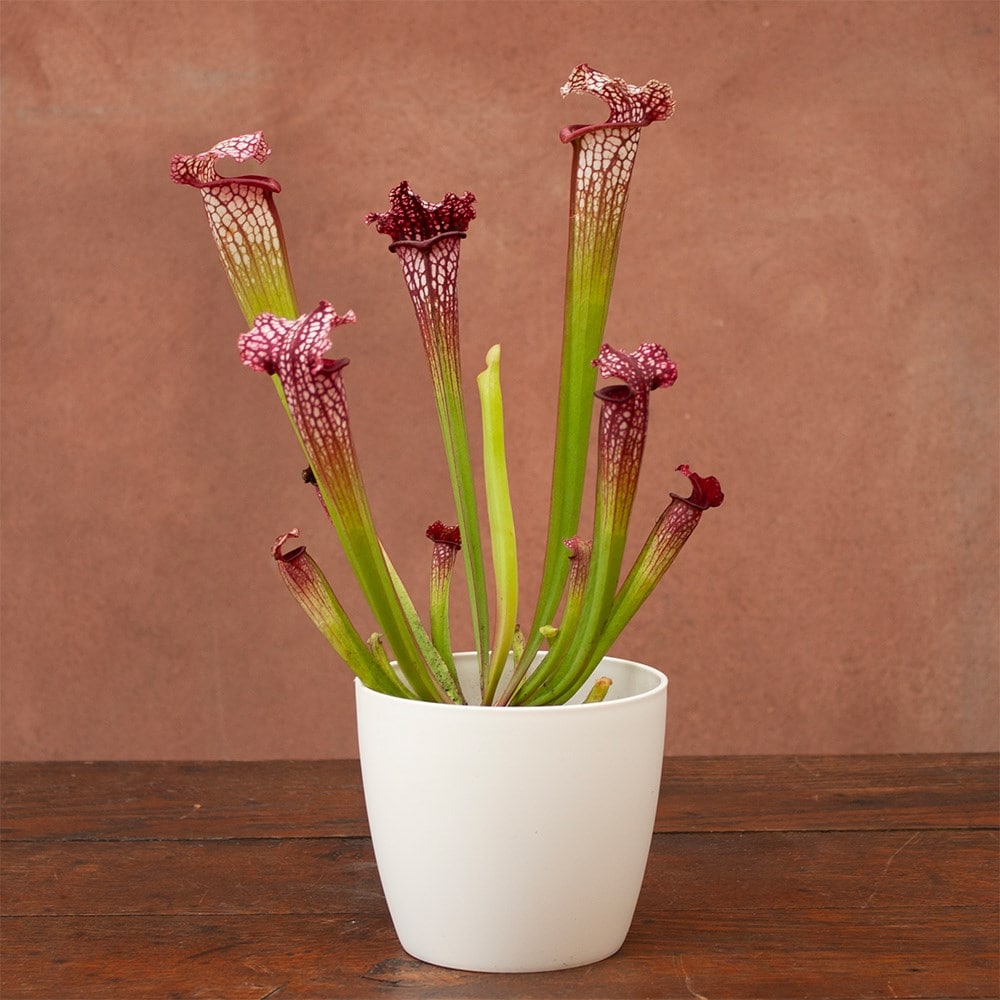 Product options image