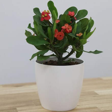 Picture of Euphorbia milii Vulcanus