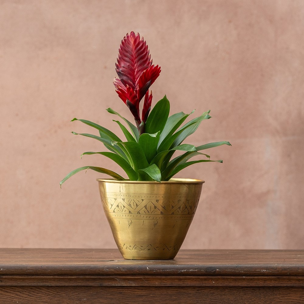 Indoor plant deals with red flower