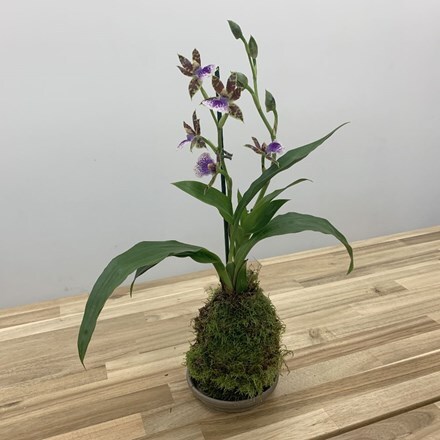 Picture of Zygopetalum Trozy Blue in kokedama moss ball