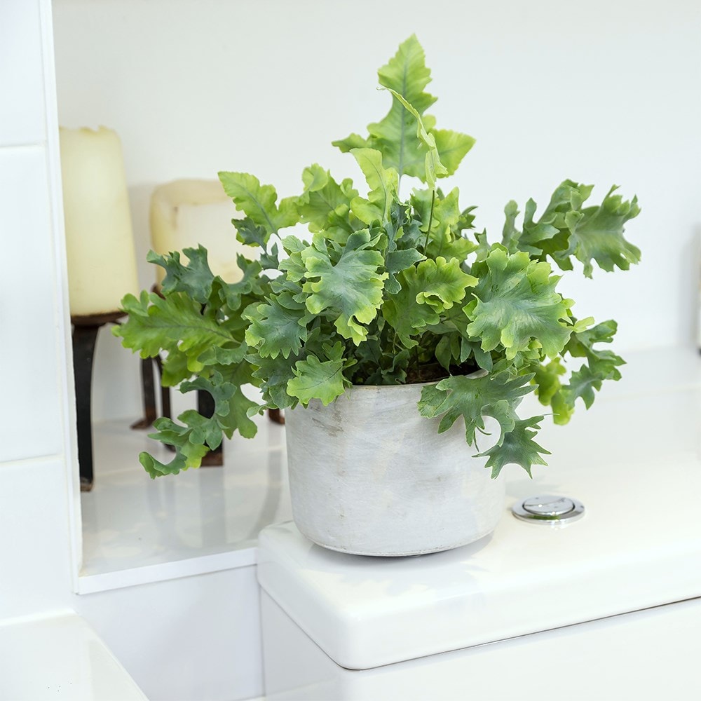 Product options image