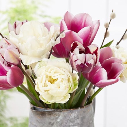 Picture of Raspberry diva tulip collection