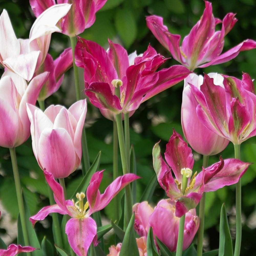 Pink chic tulip collection