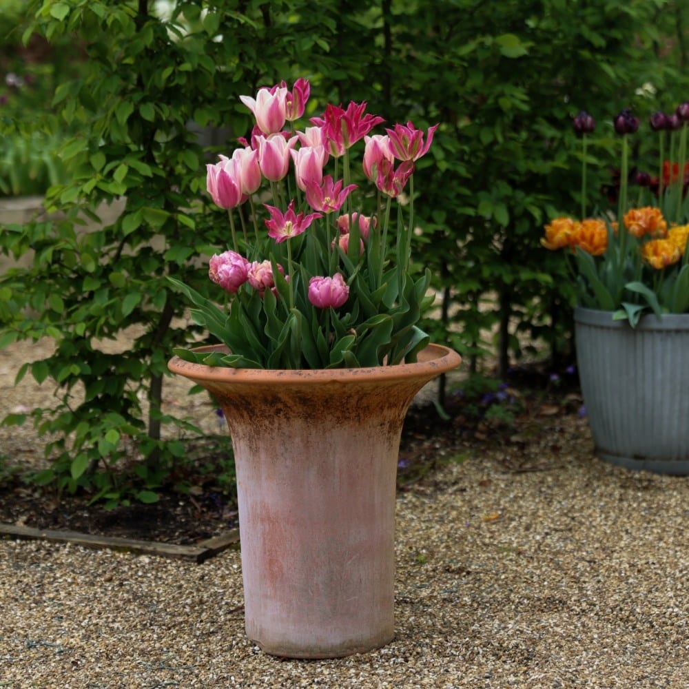 Pink chic tulip collection