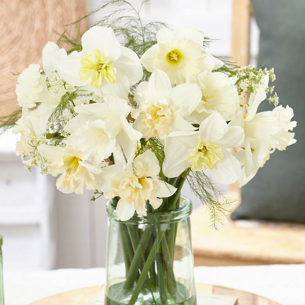 Blossom white daffodil collection