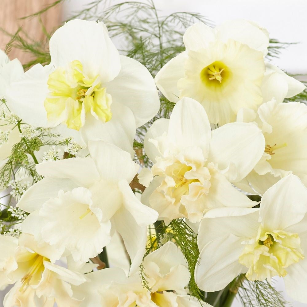 Blossom white daffodil collection - 60+30 Free bulbs