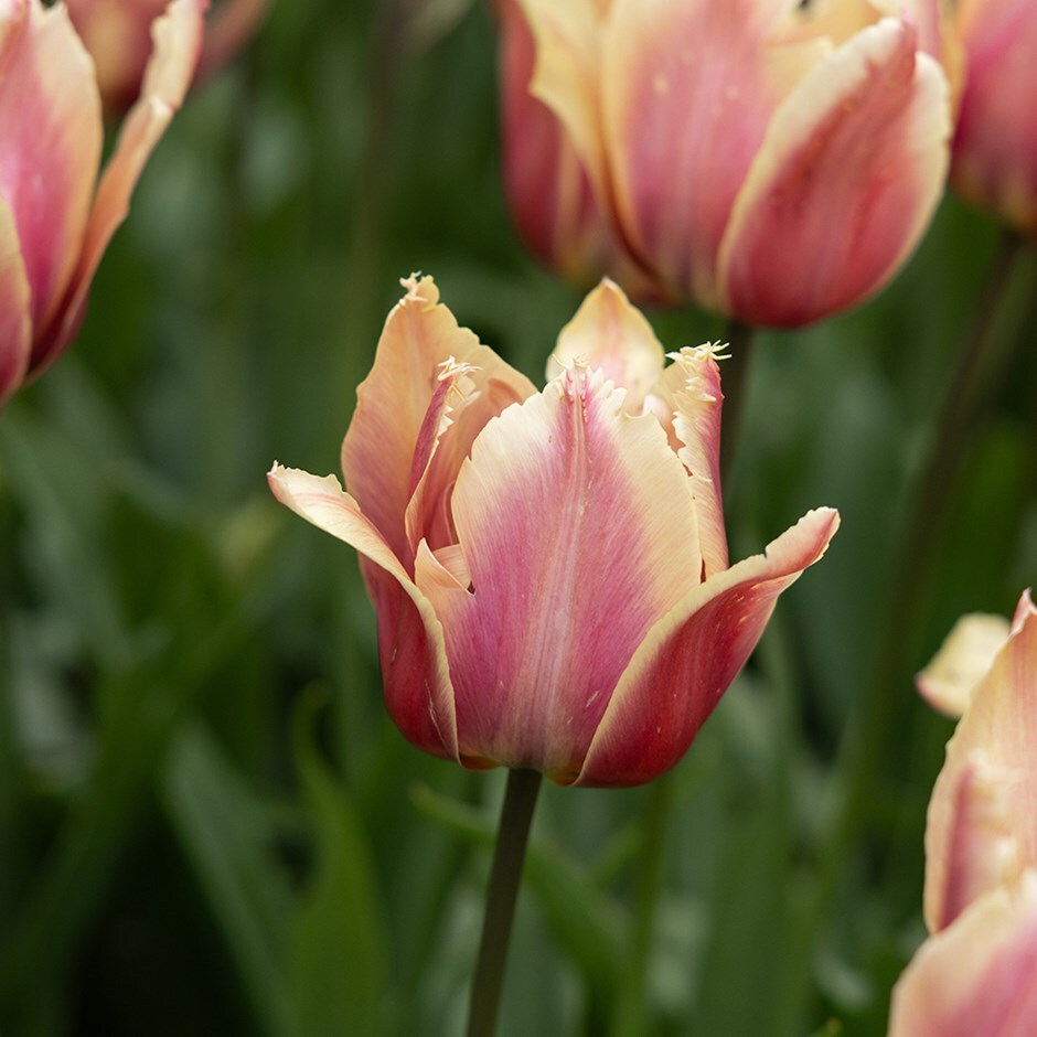 <i>Tulipa</i> 'La vie en Rose'