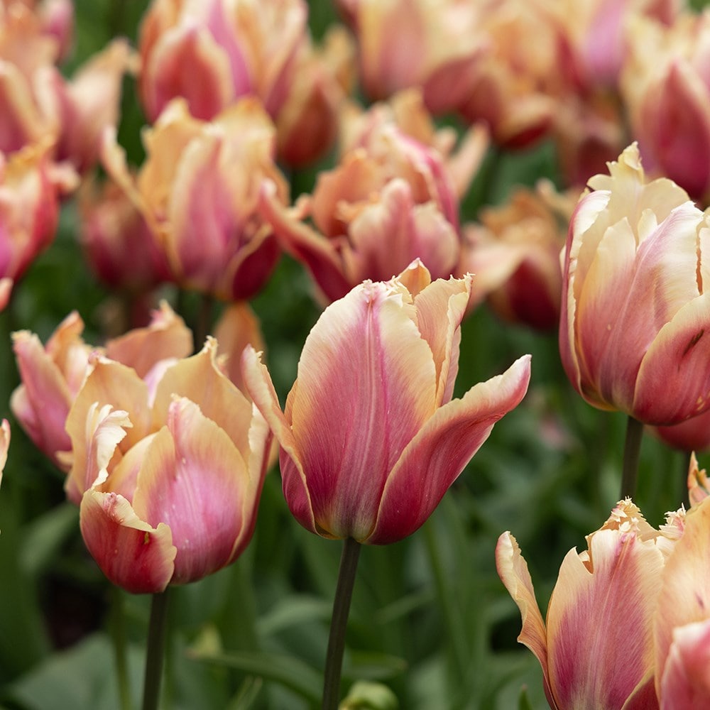 <i>Tulipa</i> 'La vie en Rose'