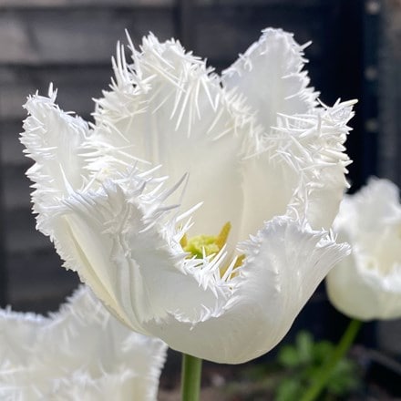 fringed tulip bulbs