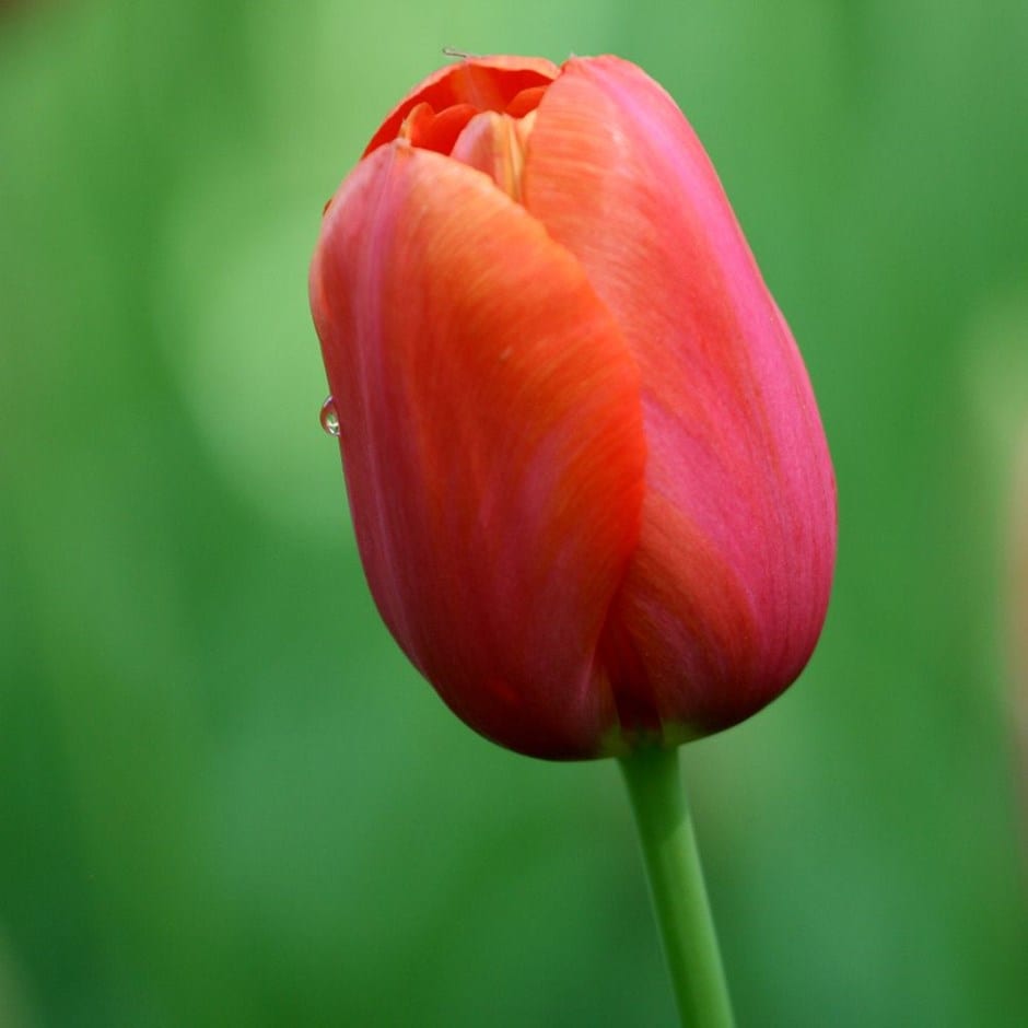 <i>Tulipa</i> 'Avignon'