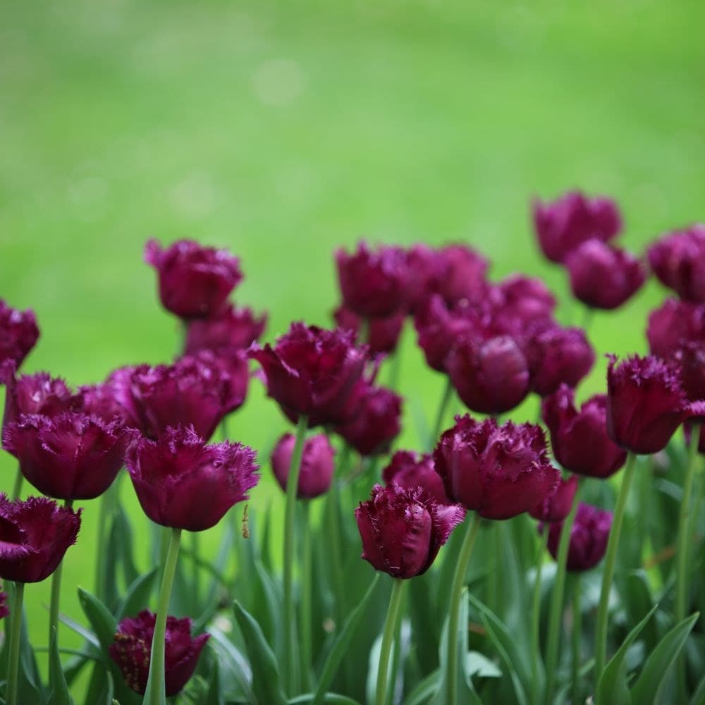 capaciteit Knikken cilinder Buy fringed tulip bulbs Tulipa 'Gorilla': Delivery by Waitrose Garden