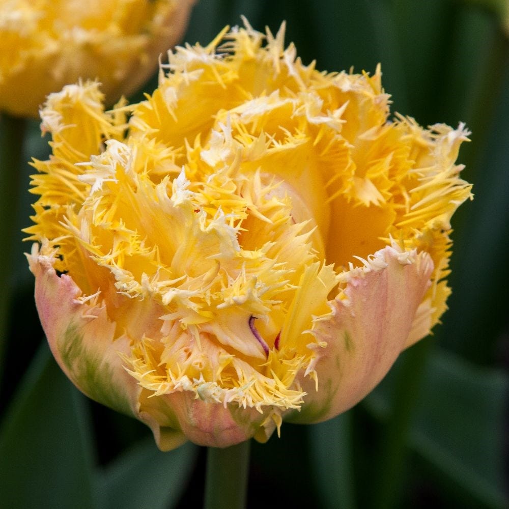 <i>Tulipa</i> 'Esprit'