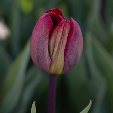 Tulipa Ridgedale