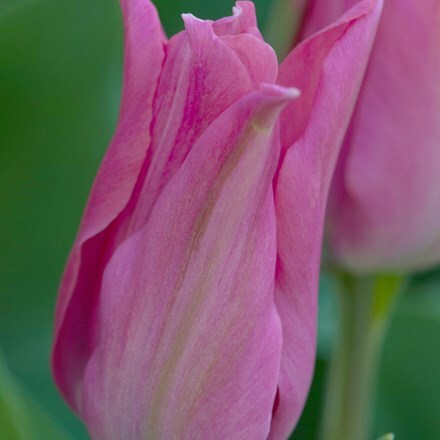 Picture of Tulipa Pretty Lady