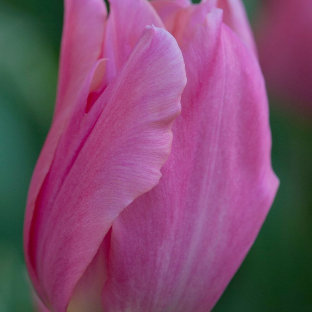 <i>Tulipa</i> 'Pretty Lady'