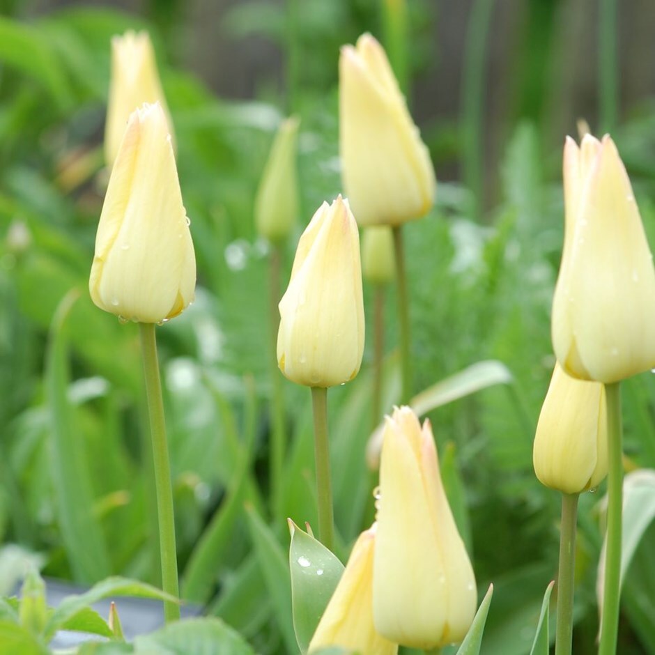 <i>Tulipa</i> 'Elegant Lady'