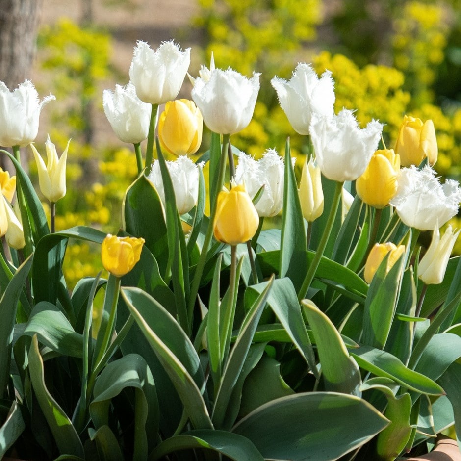 Cool water tulip collection - 60+30 Free bulbs