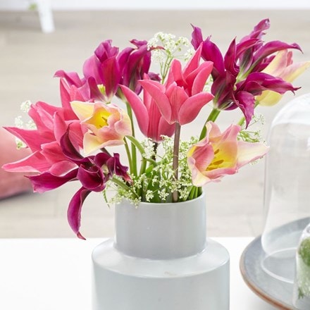 Bright & breezy tulip collection