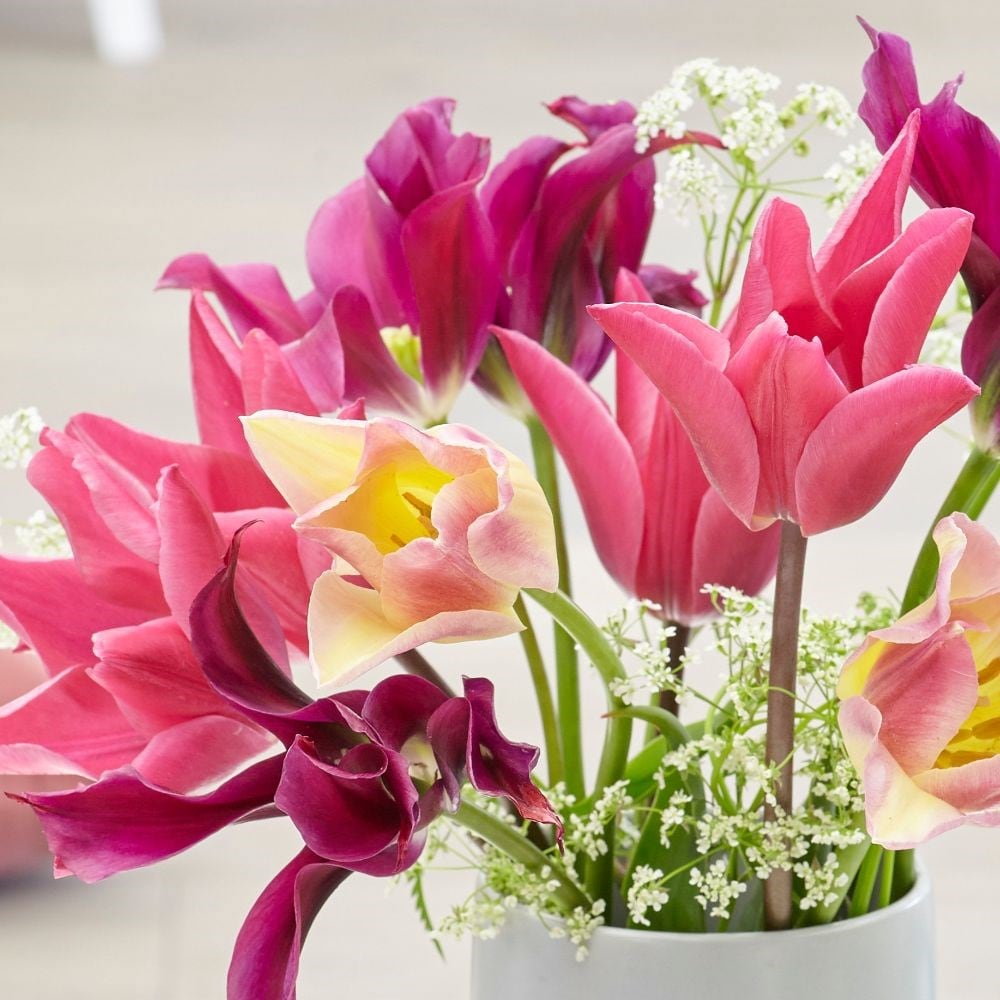 Bright & breezy tulip collection - 60+30 Free bulbs