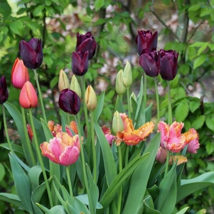 Radicchio tulip collection