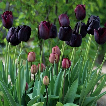 Dark mystery tulip collection