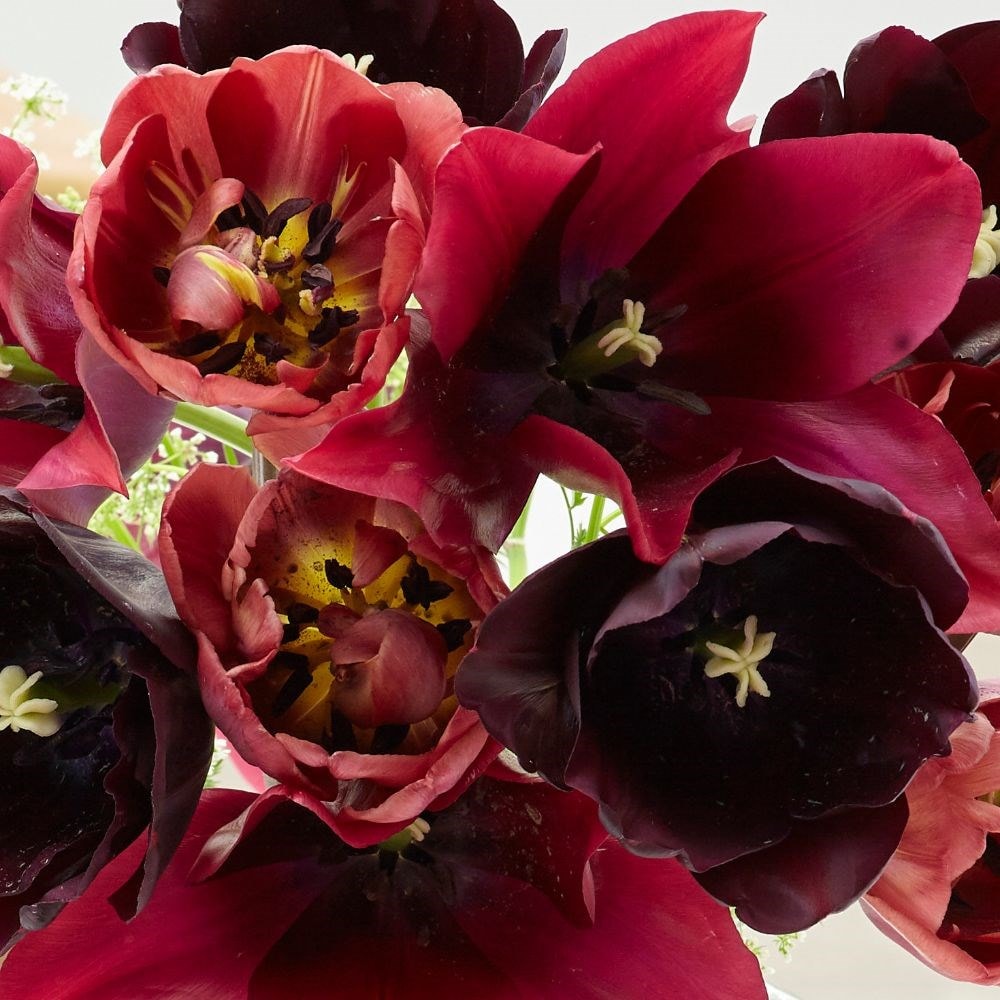 Dark mystery tulip collection