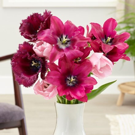 Picture of Dark eyes tulip collection