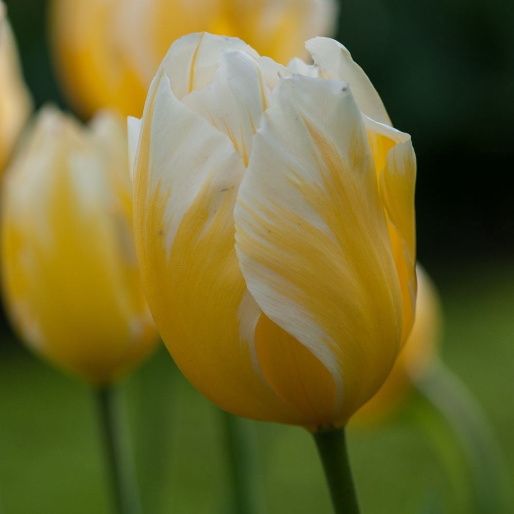 Product options image