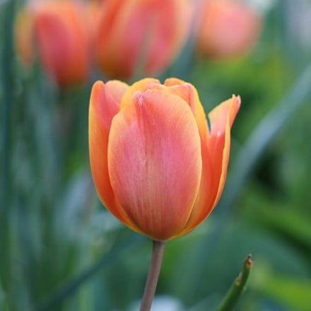 Tulipa Annie Schilder