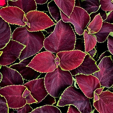 Picture of Solenostemon scutellarioides Chocolate Mint