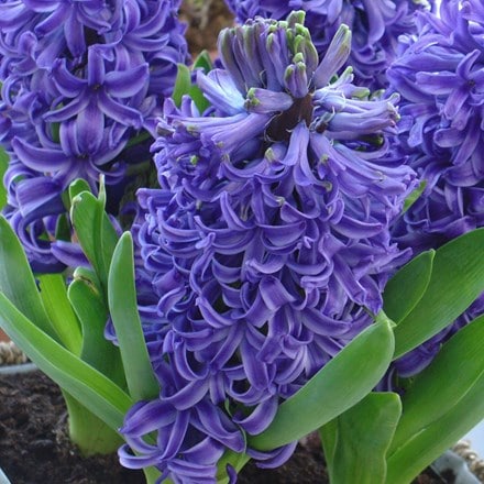 Hyacinthus orientalis Blue Pearl - potted bulbs