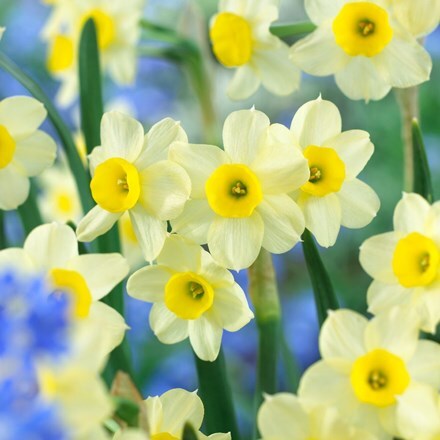 Narcissus Minnow - potted bulbs