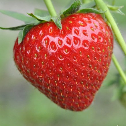 strawberry 'Honeoye'