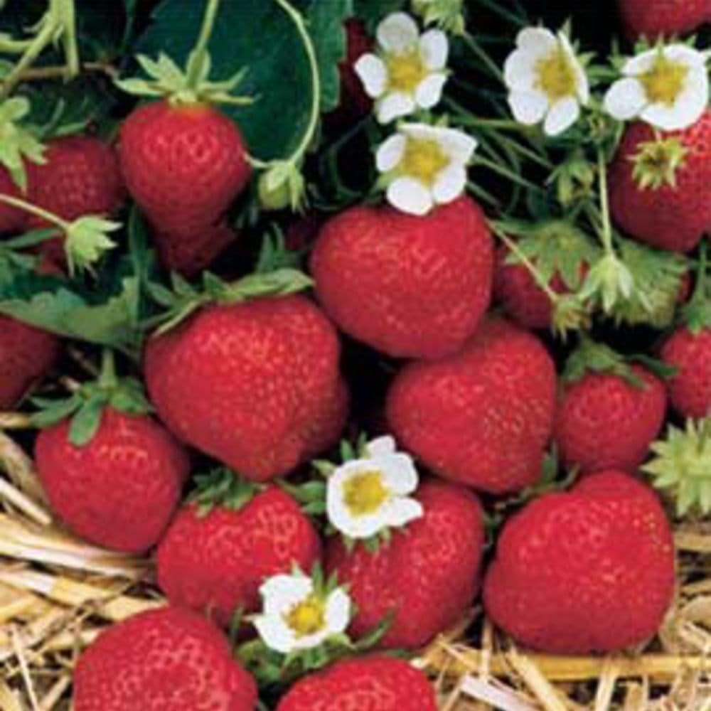 strawberry 'Honeoye'