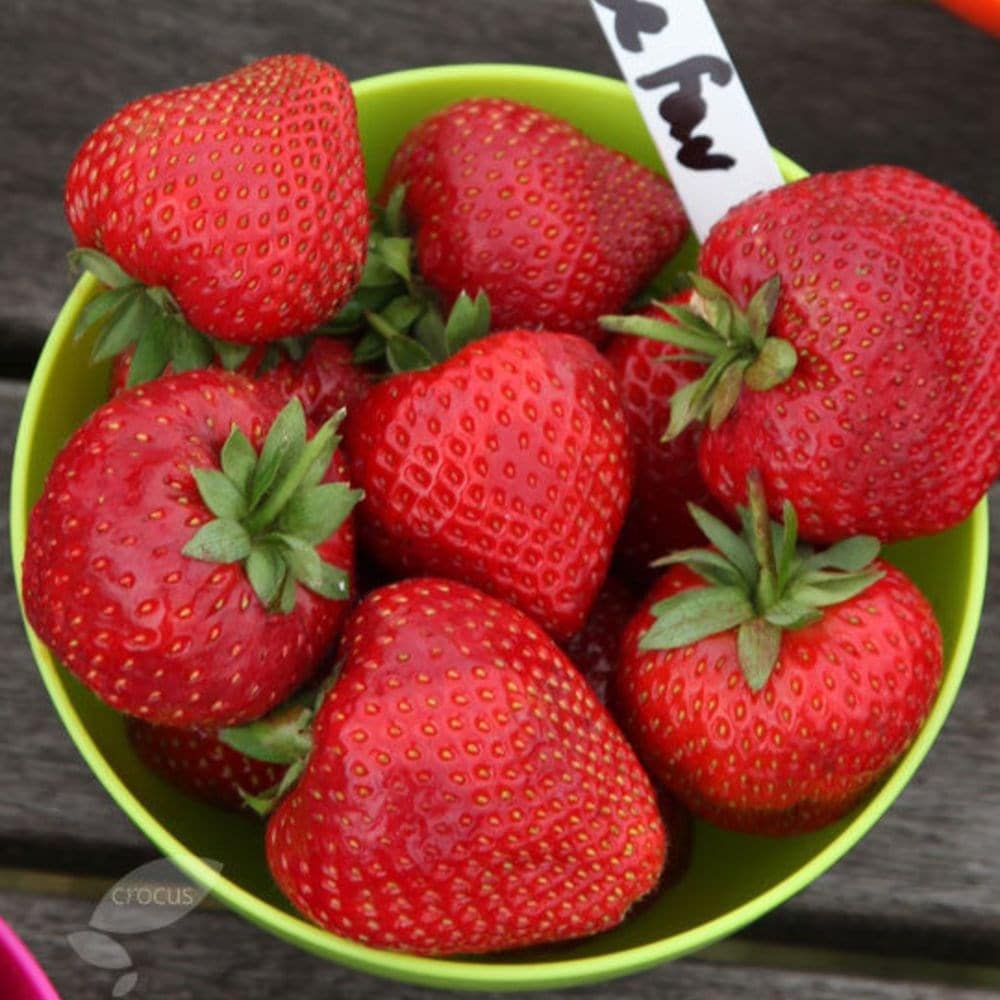strawberry 'Cambridge Favourite'