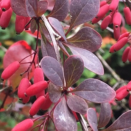 Picture of Berberis thunbergii f. atropurpurea