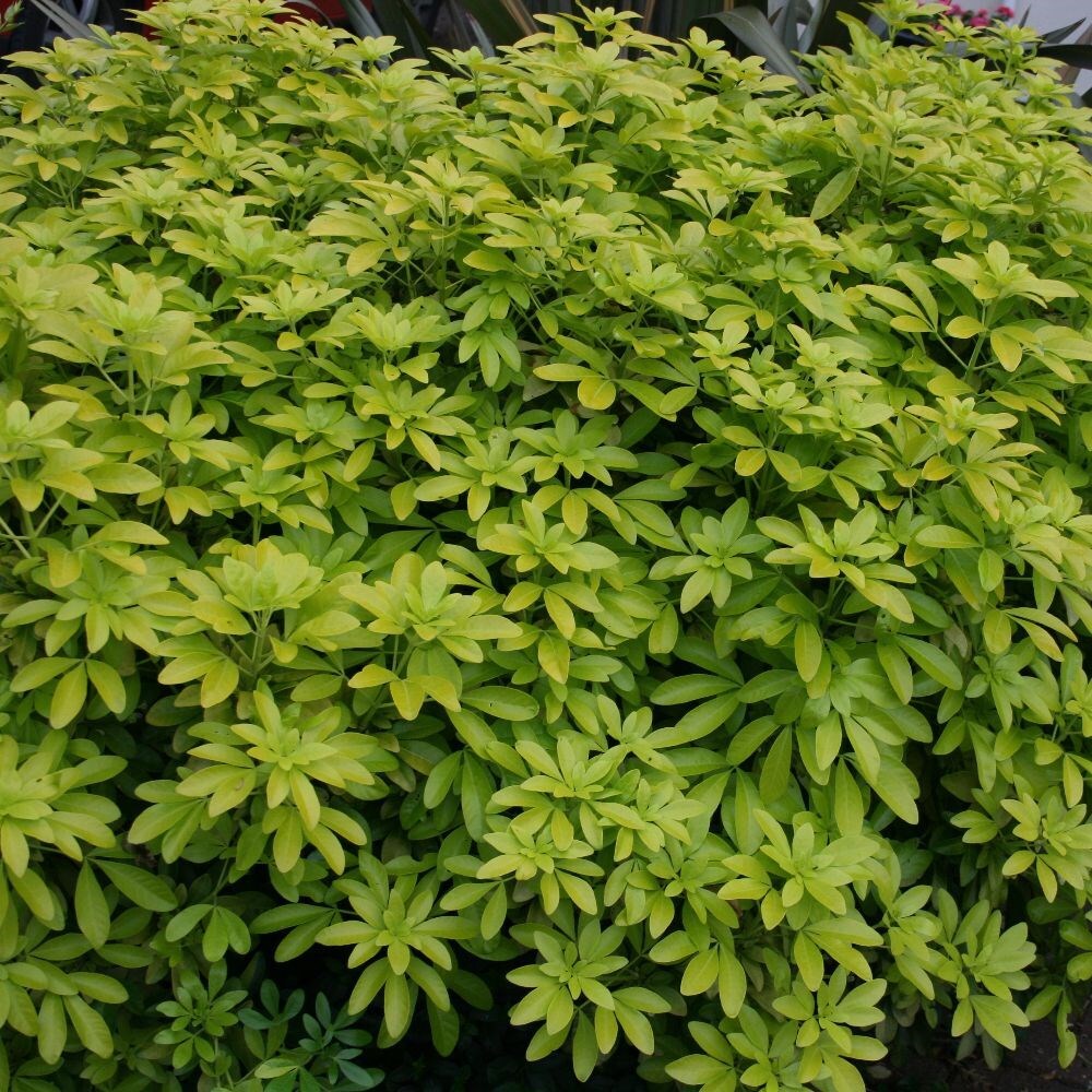 Buy Mexican orange blossom Choisya ternata Sundance ('Lich') £69.99 Delivery by Crocus