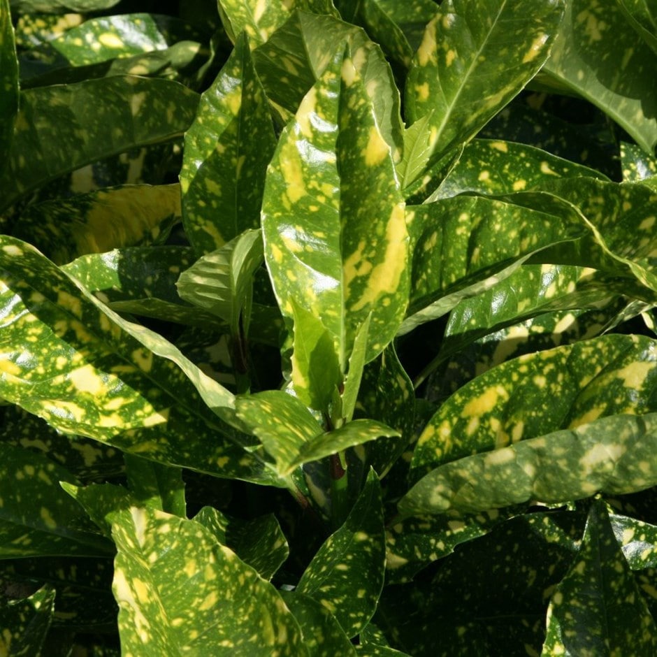 <i>Aucuba japonica</i> 'Crotonifolia'