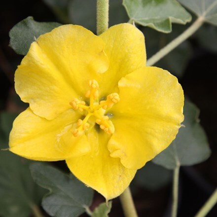 Picture of Fremontodendron California Glory