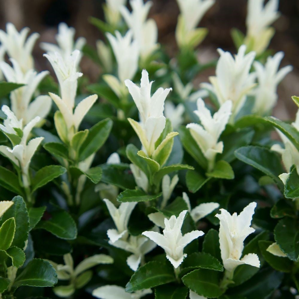 white candle euonymus