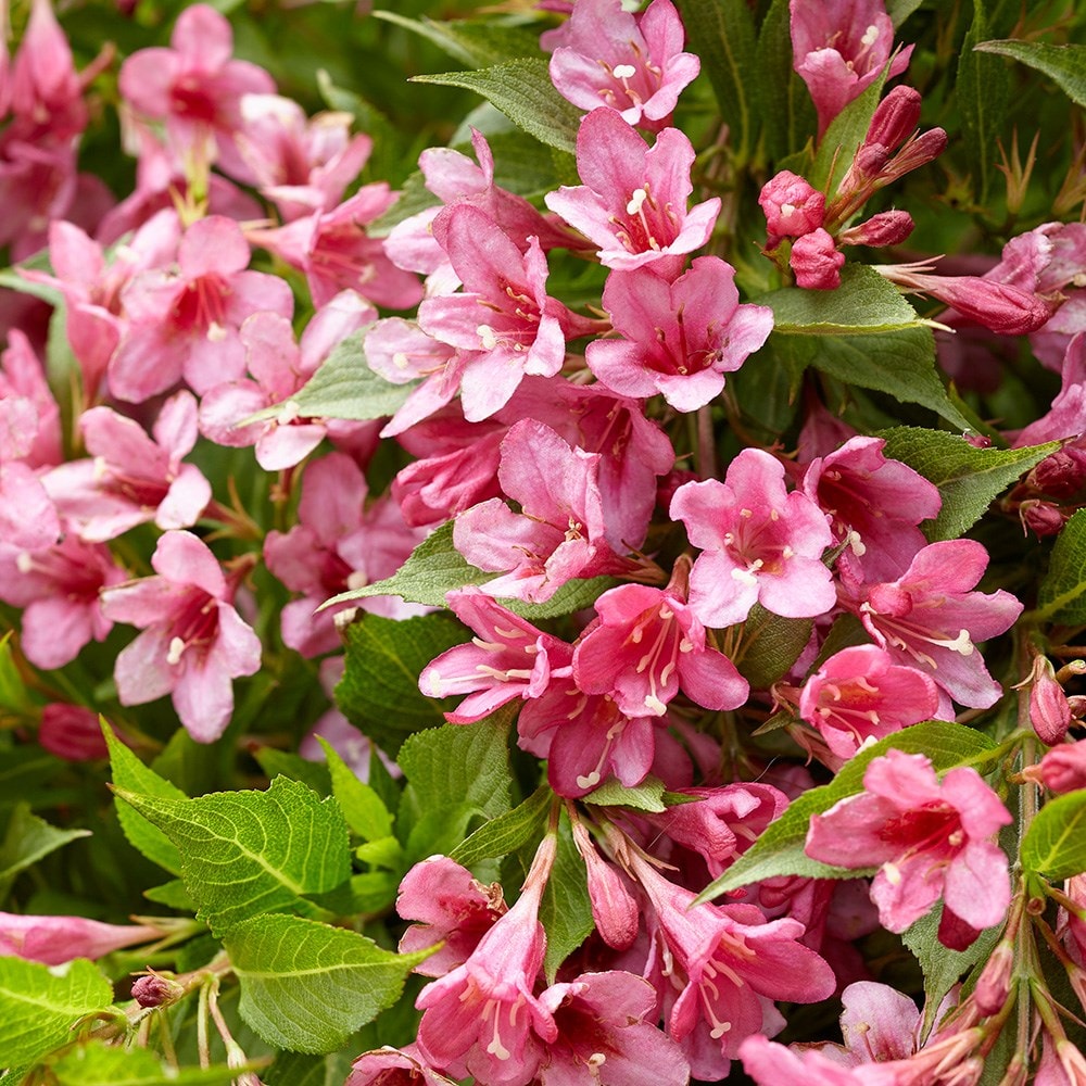 weigela or weigelia