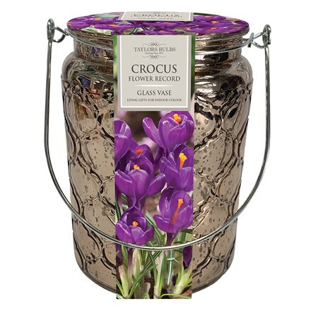 Picture of glass gift jar and crocus