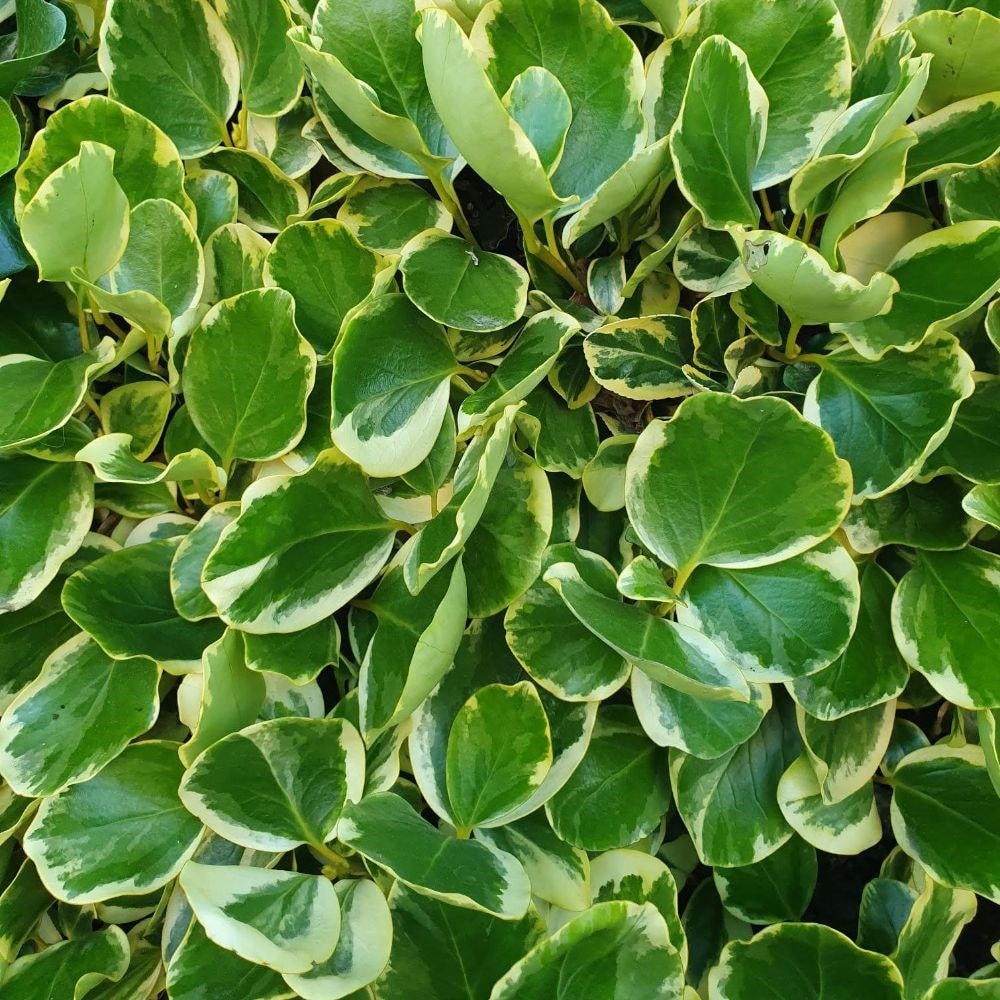 New Zealand privet