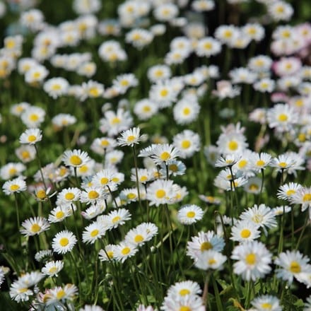 Bellis perennis