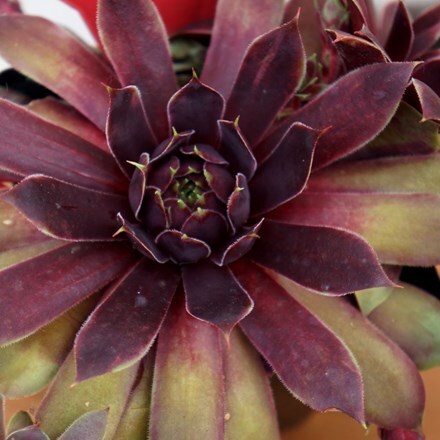 Picture of Sempervivum (Chick Charms®) Cranberry Cocktail