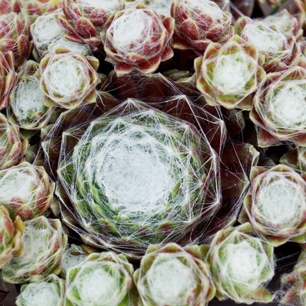 Picture of Sempervivum (Chick Charms®) Cotton Candy