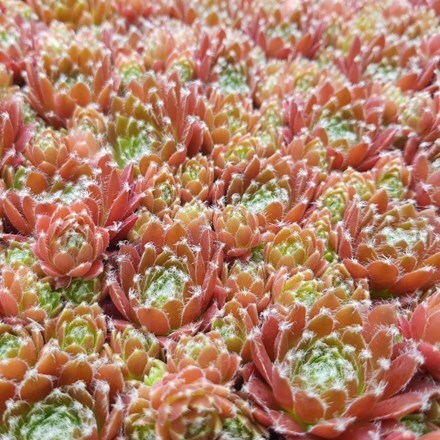 Picture of Sempervivum (Chick Charms®) Cinnamon Starburst
