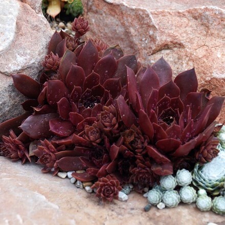 Picture of Sempervivum (Chick Charms®) Chocolate Kiss