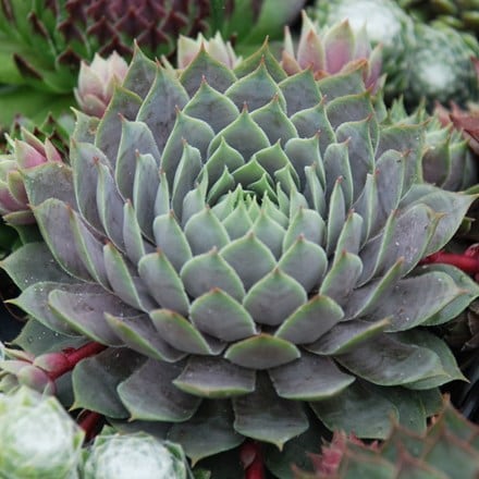 Picture of Sempervivum (Chick Charms®) Berry Blues